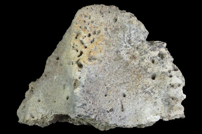 Ceratopsian Frill Shield Section #94861